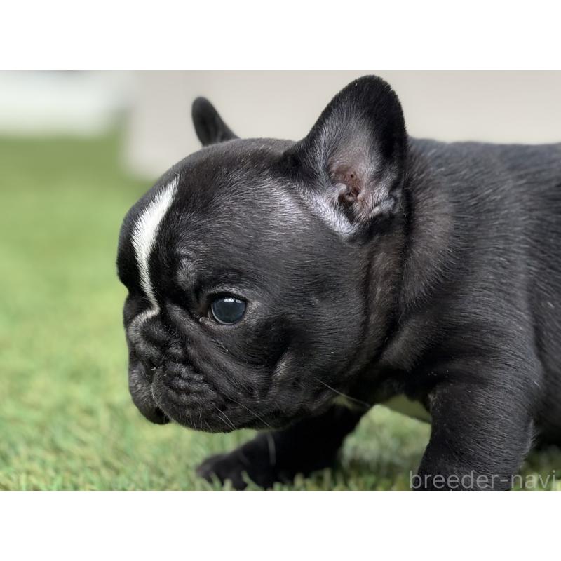 販売中の愛知県のフレンチブルドッグ-425301の5枚目