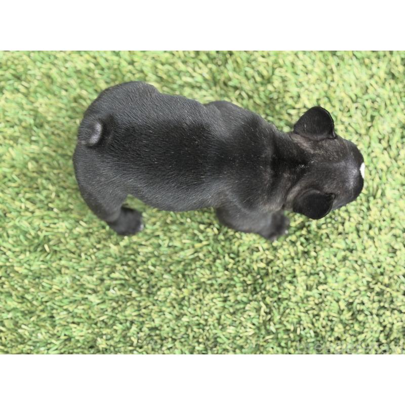 販売中の愛知県のフレンチブルドッグ-425301の4枚目