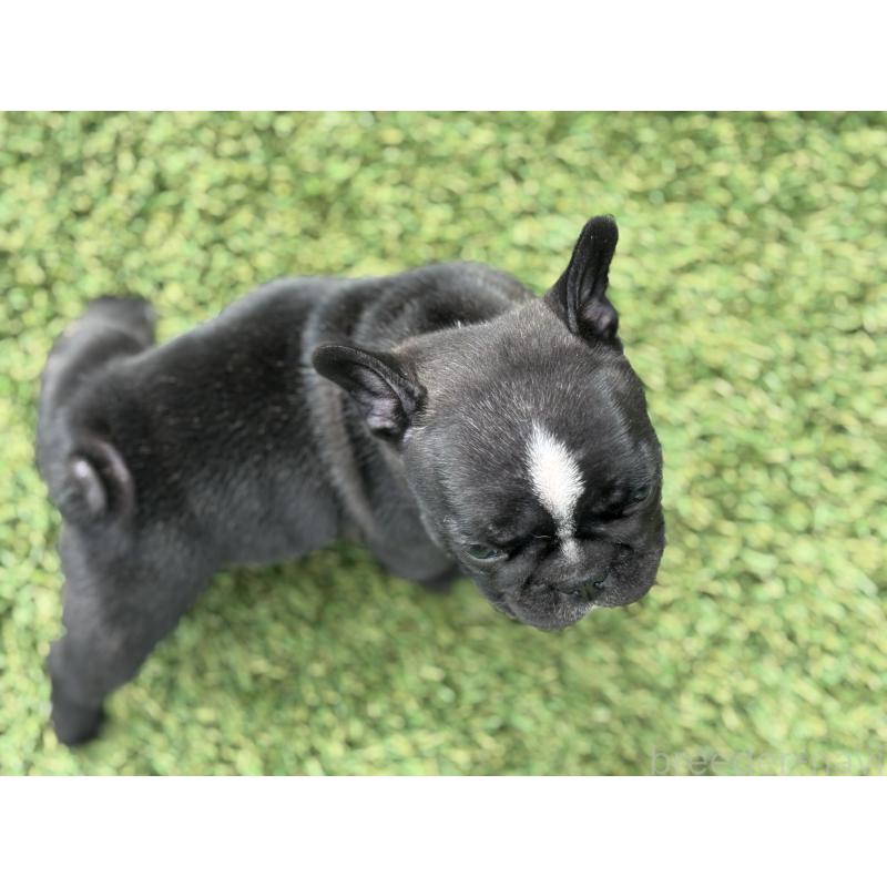 販売中の愛知県のフレンチブルドッグ-425301の3枚目