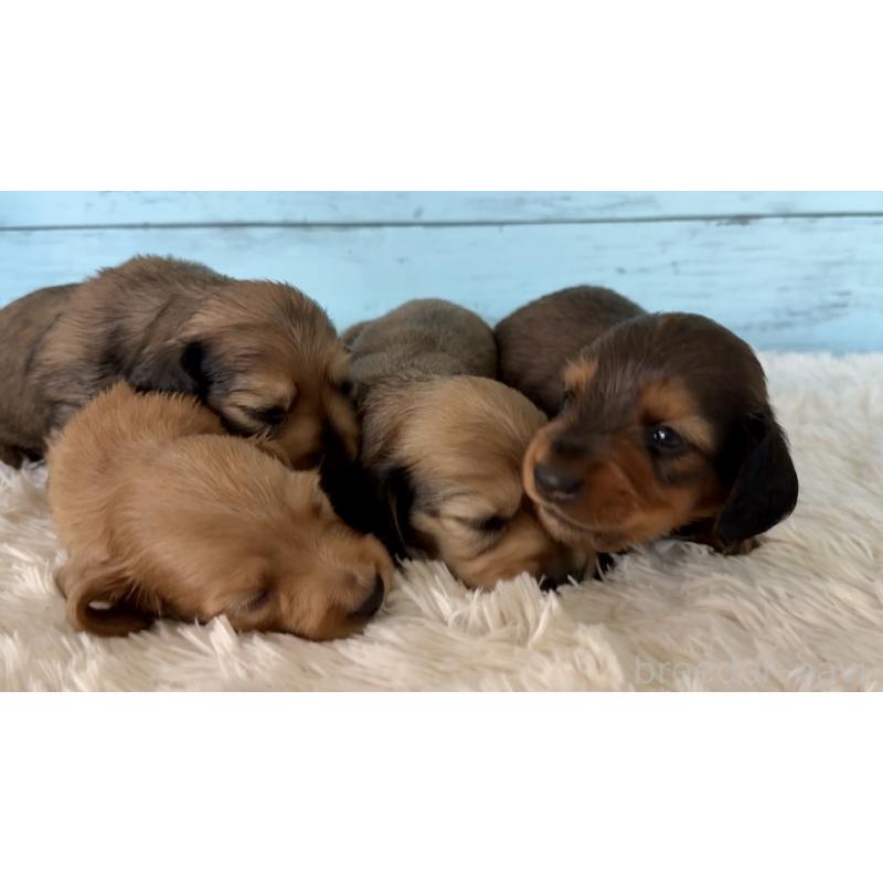 販売中の埼玉県のミニチュアダックスフンド(ロングヘアード)-425289の7枚目