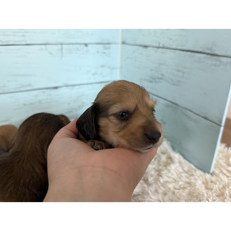 販売中の埼玉県のミニチュアダックスフンド(ロングヘアード)-425289の4枚目