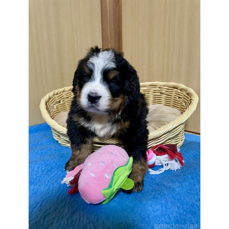 販売中の茨城県のバーニーズマウンテンドッグ-425294の10枚目