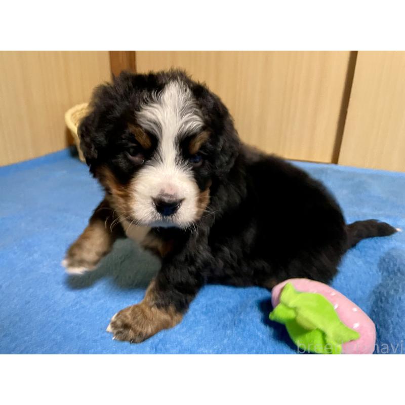 販売中の茨城県のバーニーズマウンテンドッグ-425294の9枚目