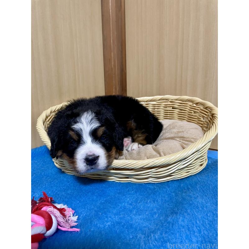 販売中の茨城県のバーニーズマウンテンドッグ-425294の7枚目