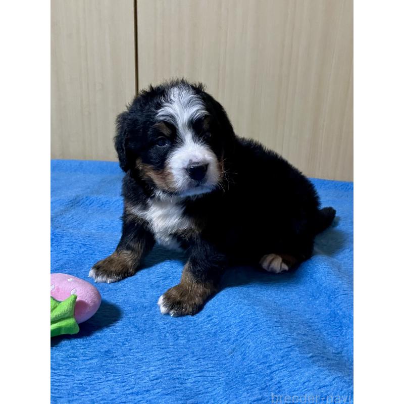 販売中の茨城県のバーニーズマウンテンドッグ-425294の2枚目