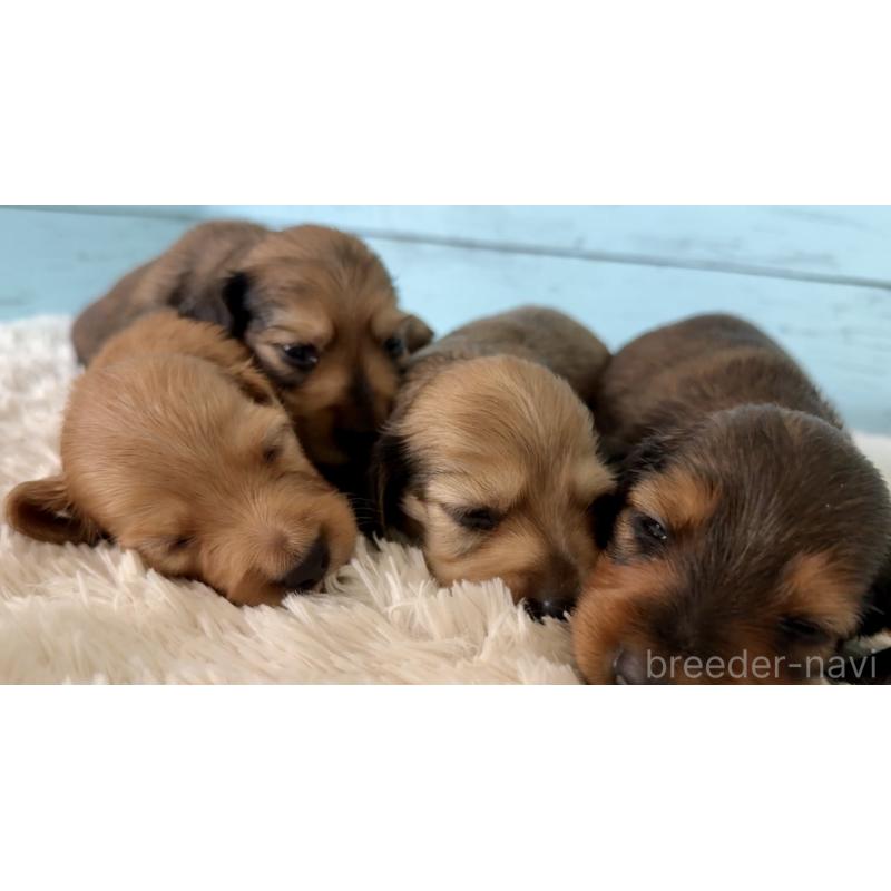 販売中の埼玉県のミニチュアダックスフンド(ロングヘアード)-425290の6枚目