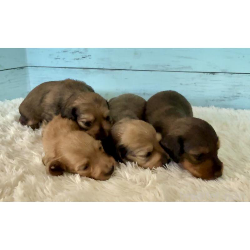 販売中の埼玉県のミニチュアダックスフンド(ロングヘアード)-425290の4枚目