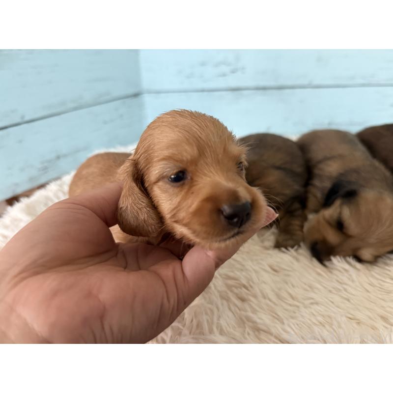 販売中の埼玉県のミニチュアダックスフンド(ロングヘアード)-425290の3枚目