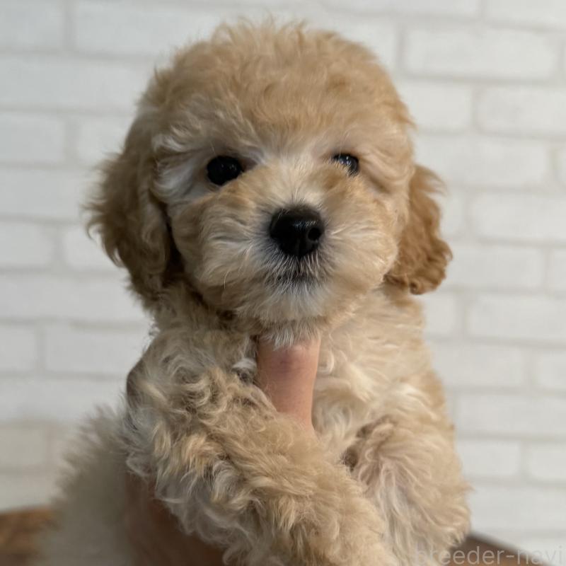 販売中の大阪府のトイプードル-419146