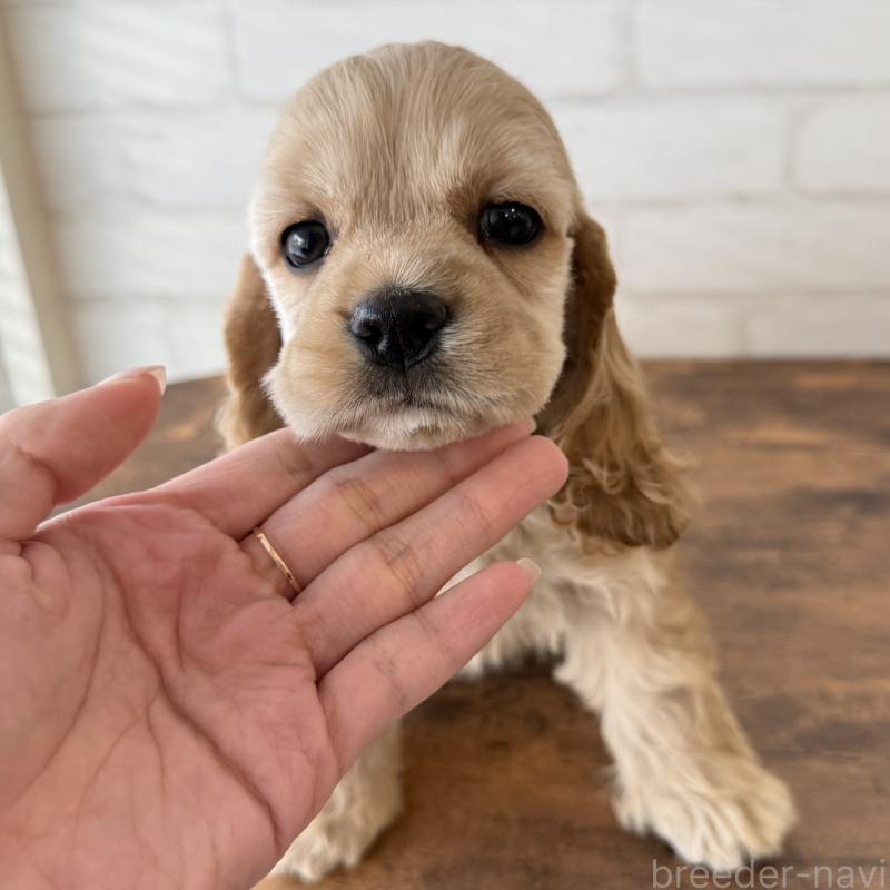 販売中の大阪府のアメリカンコッカースパニエル-425292の8枚目