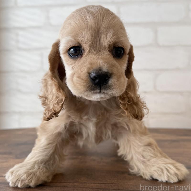 販売中の大阪府のアメリカンコッカースパニエル-425292の7枚目