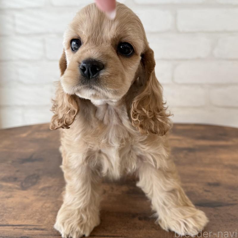 販売中の大阪府のアメリカンコッカースパニエル-425292の6枚目