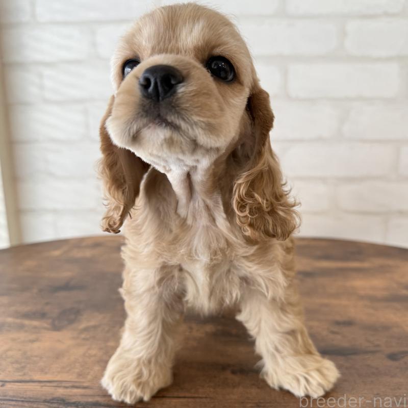 販売中の大阪府のアメリカンコッカースパニエル-425292の1枚目