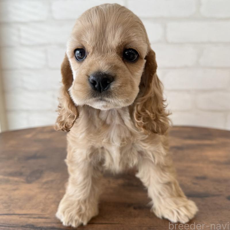 販売中の大阪府のアメリカンコッカースパニエル-425292の5枚目