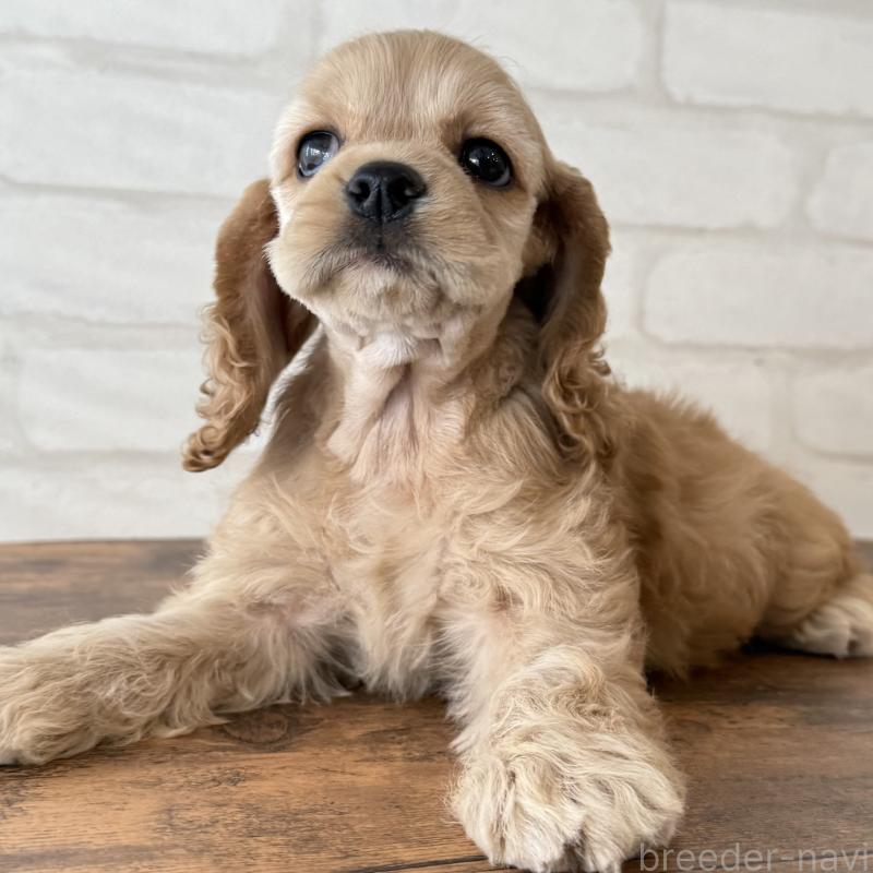 販売中の大阪府のアメリカンコッカースパニエル-425292の4枚目