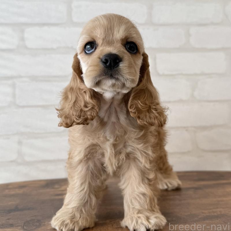 販売中の大阪府のアメリカンコッカースパニエル-425292の3枚目