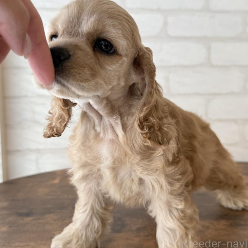 販売中の大阪府のアメリカンコッカースパニエル-425292の2枚目