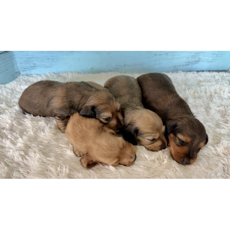 販売中の埼玉県のミニチュアダックスフンド(ロングヘアード)-425293の7枚目