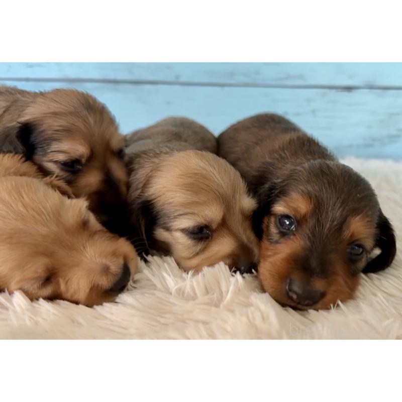 販売中の埼玉県のミニチュアダックスフンド(ロングヘアード)-425293の6枚目