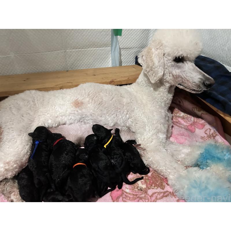 販売中の香川県のスタンダードプードル-425296の8枚目