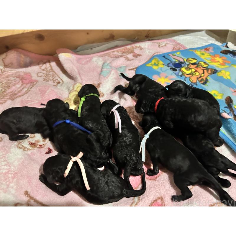 販売中の香川県のスタンダードプードル-425296の6枚目