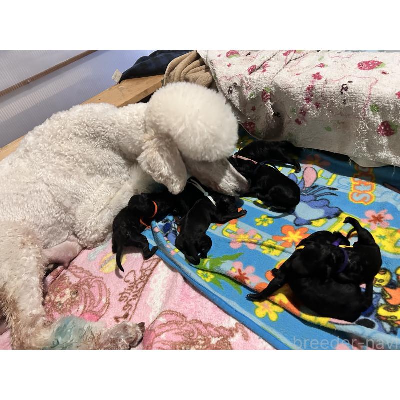 販売中の香川県のスタンダードプードル-425296の5枚目