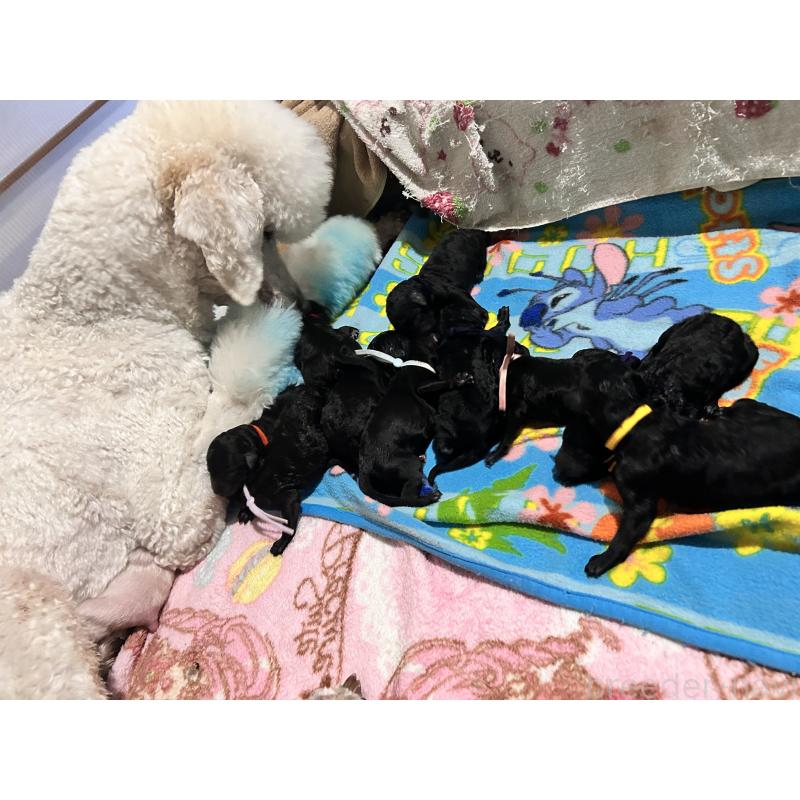 販売中の香川県のスタンダードプードル-425296の4枚目