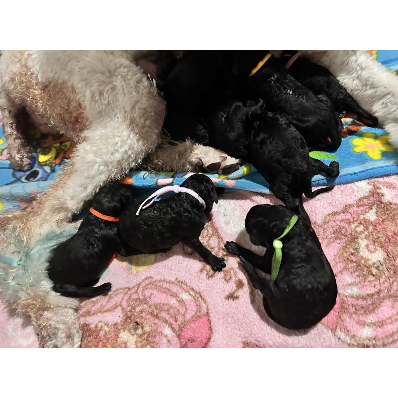 販売中の香川県のスタンダードプードル-425296の3枚目