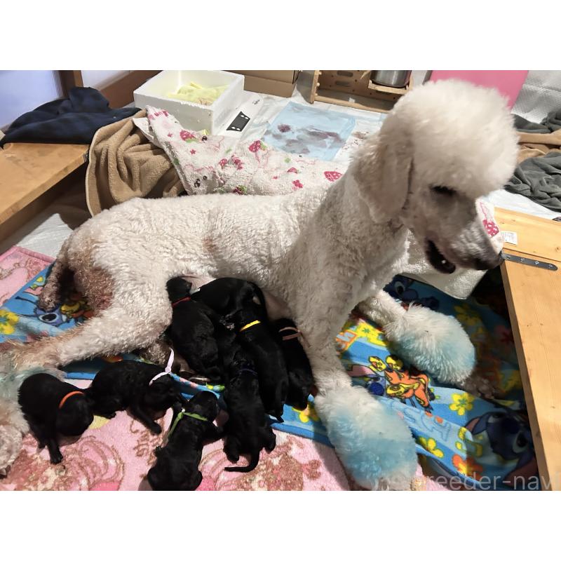 販売中の香川県のスタンダードプードル-425296の2枚目