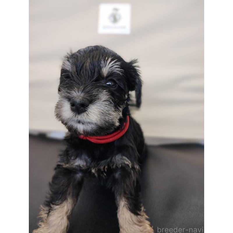 商談中の福岡県のミニチュアシュナウザー-425298の5枚目