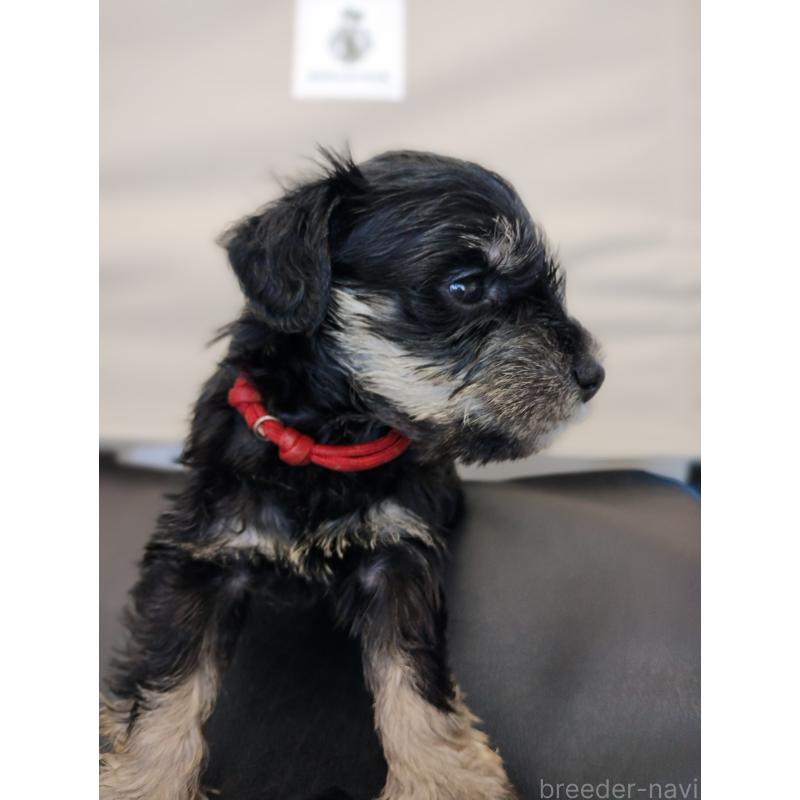 商談中の福岡県のミニチュアシュナウザー-425298の4枚目