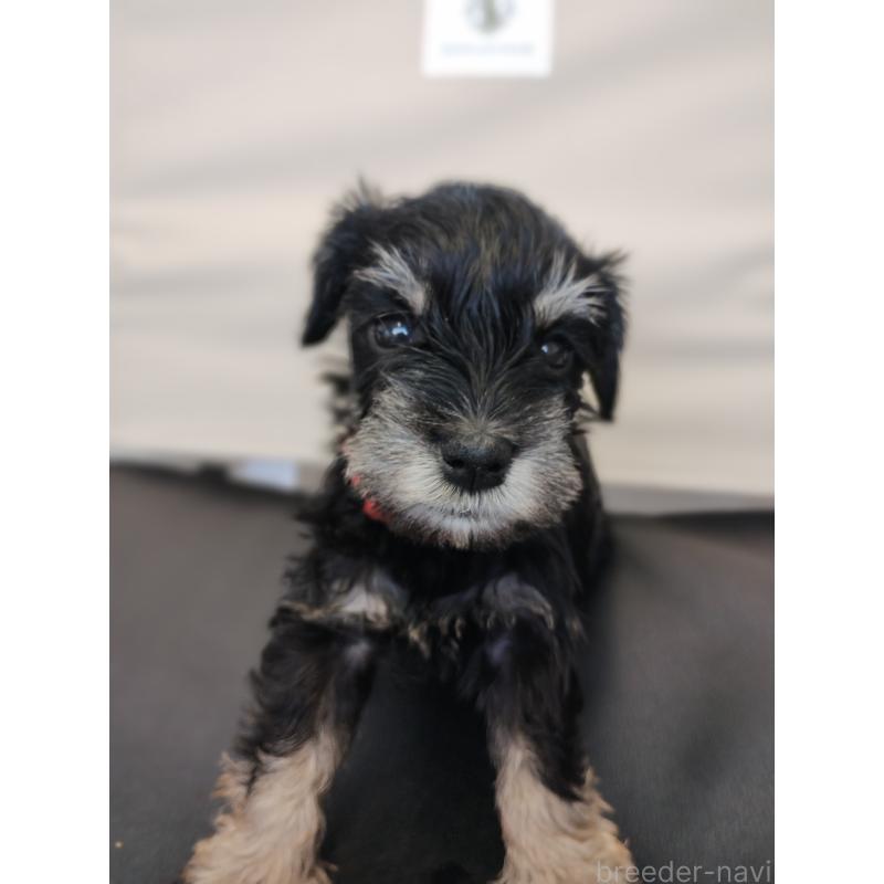 商談中の福岡県のミニチュアシュナウザー-425298の3枚目