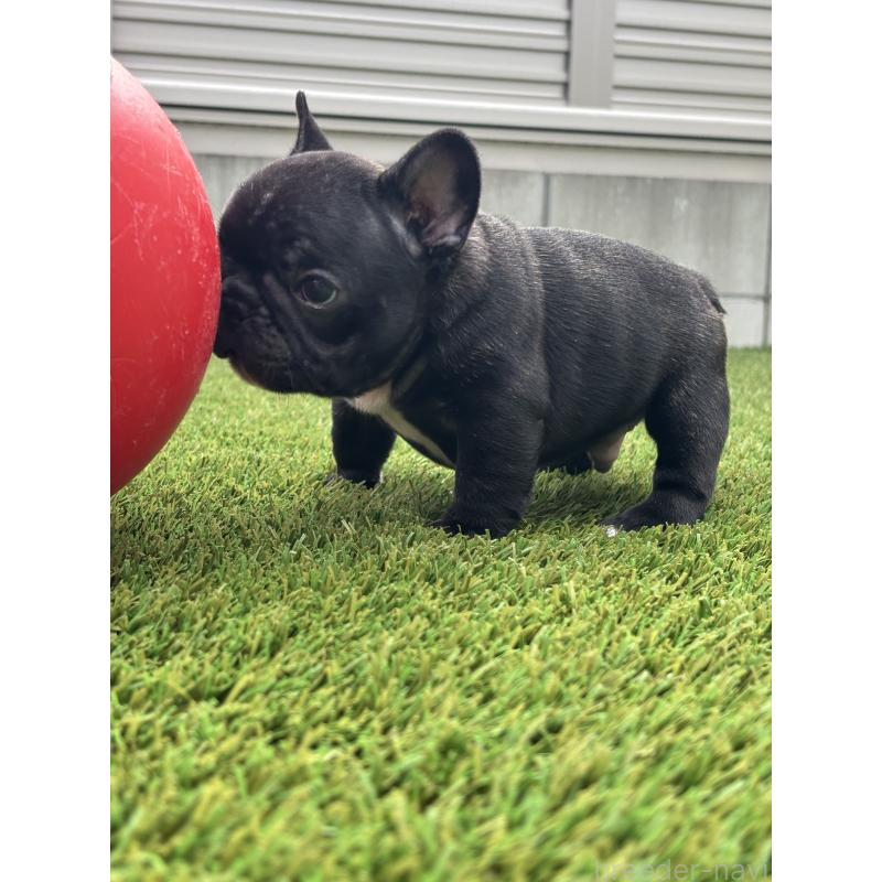 販売中の愛知県のフレンチブルドッグ-425302の5枚目