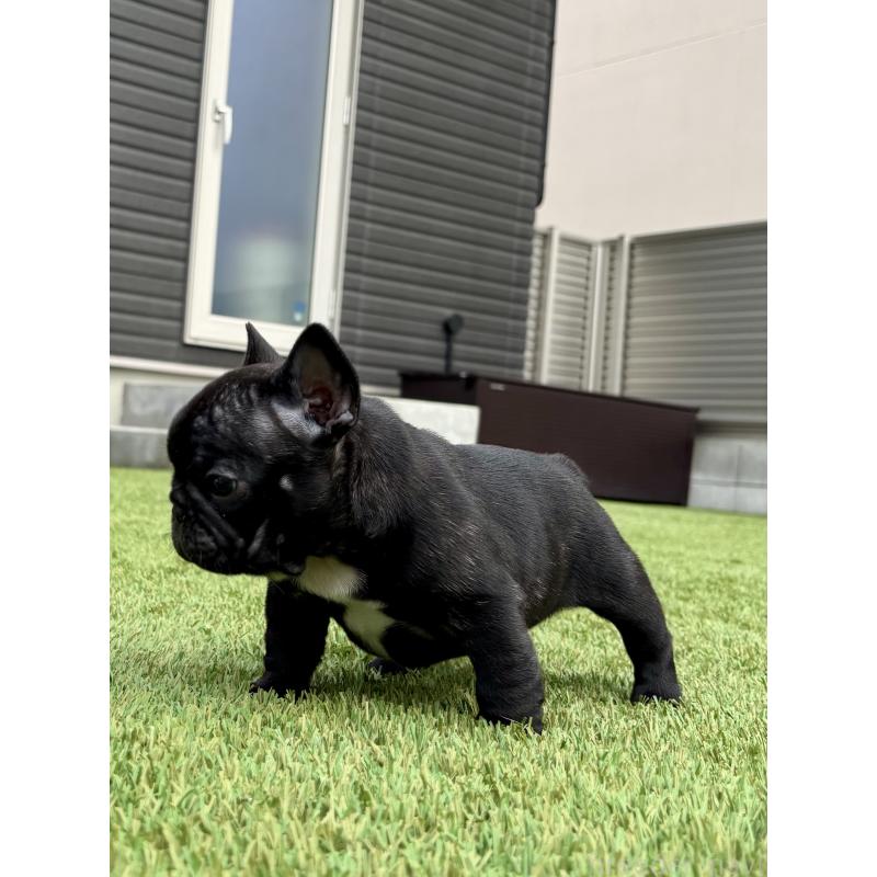 販売中の愛知県のフレンチブルドッグ-425302の3枚目