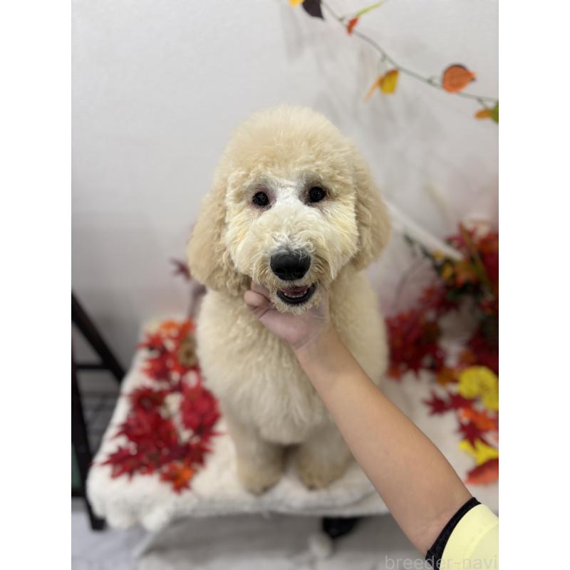 商談中の千葉県のスタンダードプードル-411069の9枚目