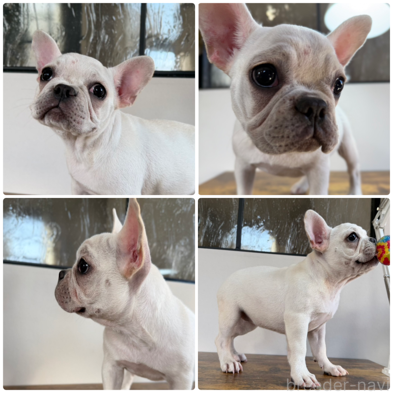 販売中の岡山県のフレンチブルドッグ-425305の1枚目