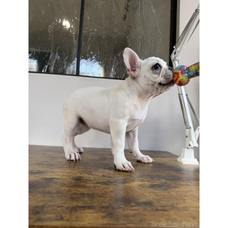 販売中の岡山県のフレンチブルドッグ-425305の9枚目