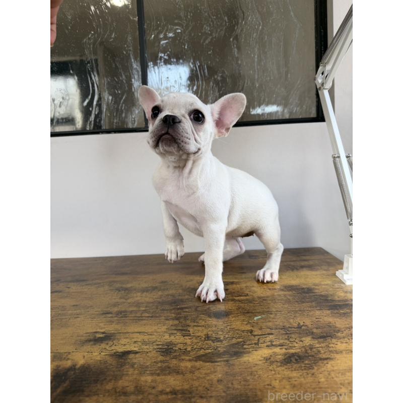 販売中の岡山県のフレンチブルドッグ-425305の7枚目