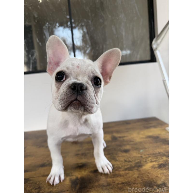 販売中の岡山県のフレンチブルドッグ-425305の8枚目