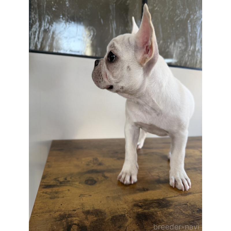 販売中の岡山県のフレンチブルドッグ-425305の6枚目