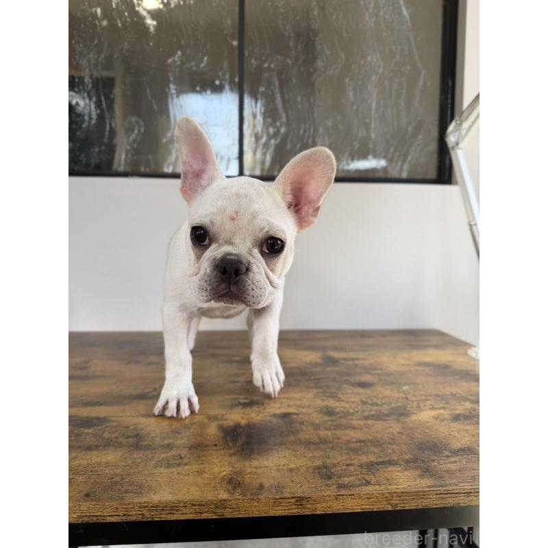 販売中の岡山県のフレンチブルドッグ-425305の5枚目