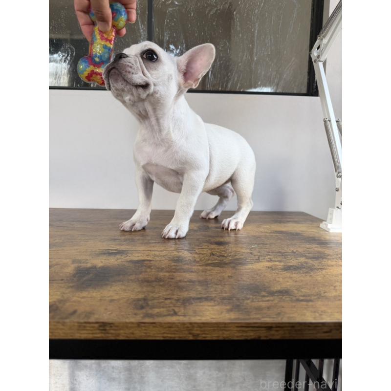 販売中の岡山県のフレンチブルドッグ-425305の4枚目