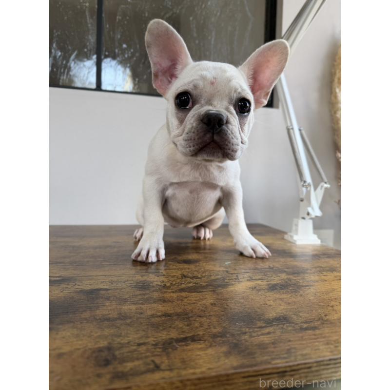 販売中の岡山県のフレンチブルドッグ-425305の3枚目