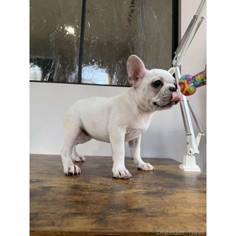 販売中の岡山県のフレンチブルドッグ-425305の2枚目
