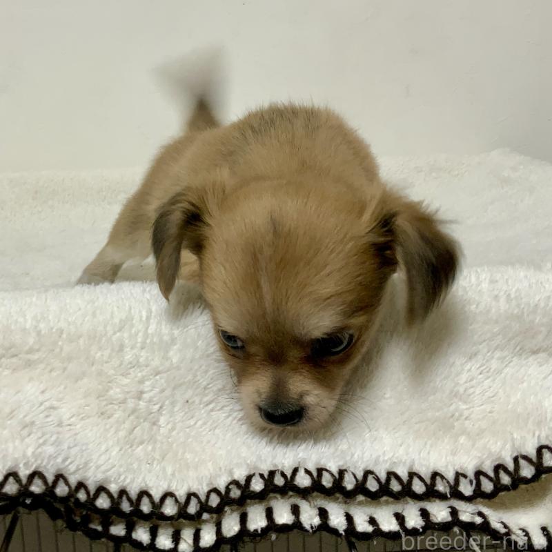 成約済の神奈川県のチワックス:チワワ×ミニチュアダックスフンド-422577の9枚目