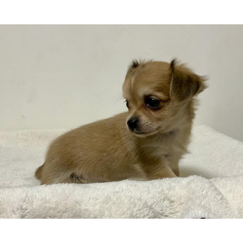 成約済の神奈川県のチワックス:チワワ×ミニチュアダックスフンド-422577の8枚目