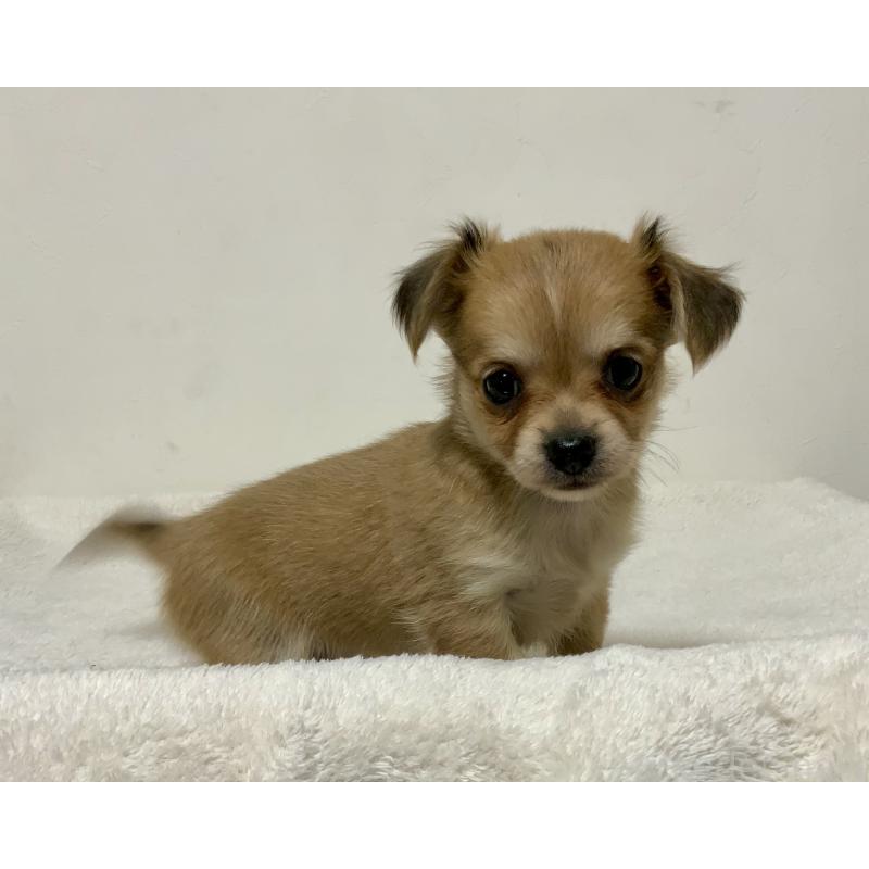 成約済の神奈川県のチワックス:チワワ×ミニチュアダックスフンド-422577の7枚目