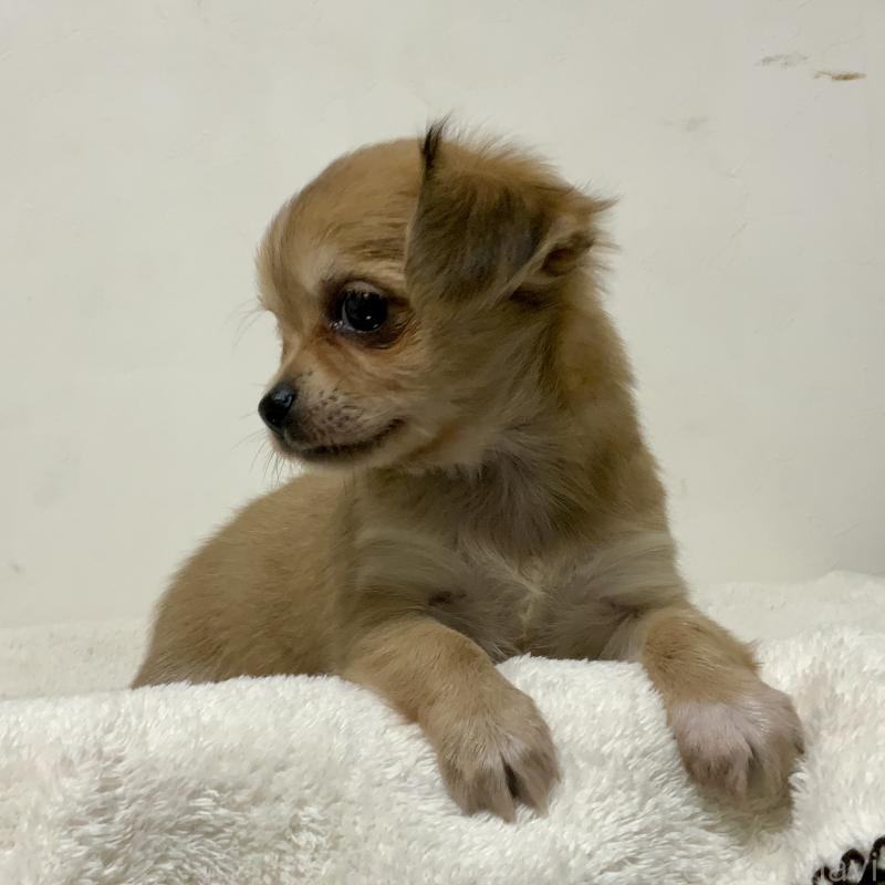 成約済の神奈川県のチワックス:チワワ×ミニチュアダックスフンド-422577の6枚目