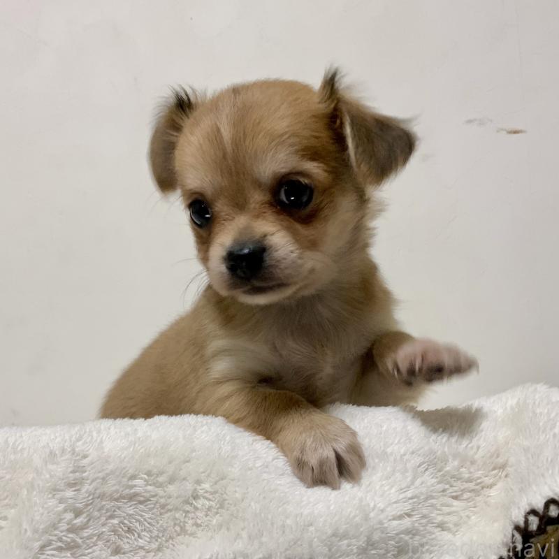 成約済の神奈川県のチワックス:チワワ×ミニチュアダックスフンド-422577の5枚目