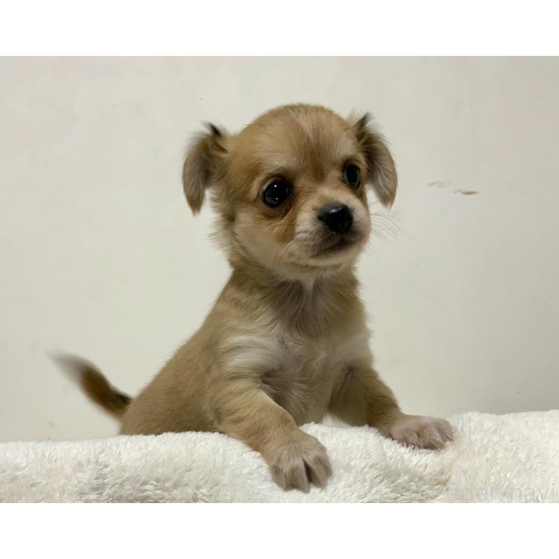 販売中の神奈川県のチワックス:チワワ×ミニチュアダックスフンド-422577